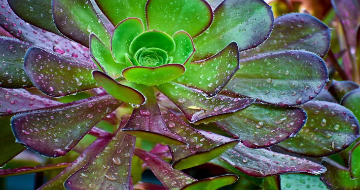 Pianta grassa - InOrto